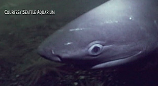 Sharks in Puget Sound