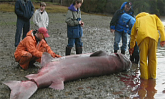 Dead 6-Gill Shark